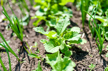 fresh, bio, home grown lettuce and onions in local garden