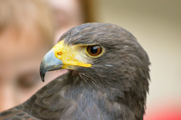 Fototapeta premium Mean looking Harris's Hawk