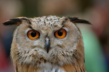 eagle-owl