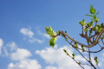 Lilac tree branch and spring buds blom, XXXL background