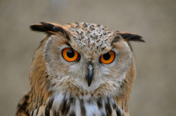 eagle-owl