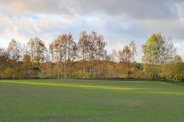 trees in rows during springtime