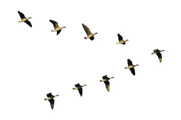 Bean geese in flight