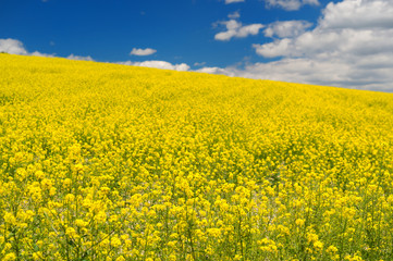 Obraz premium Oil seed rape field against blue sky