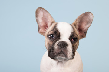 French bulldog puppy