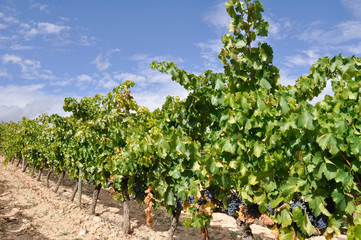 Fototapeta na wymiar Winnica z winogron, La Rioja (Hiszpania)