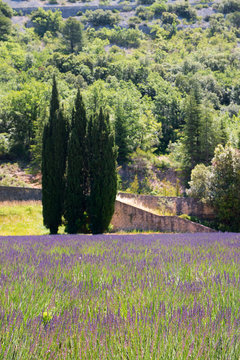 Cypress and Lavender