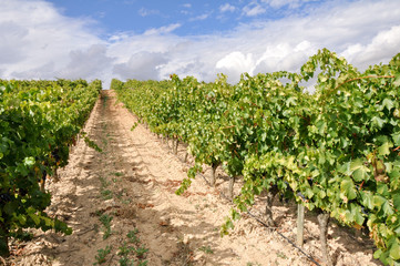 Fototapeta na wymiar Viñedo en verano, La Rioja (España)