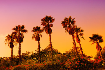Fototapeta na wymiar Palms silhouette at sunset background