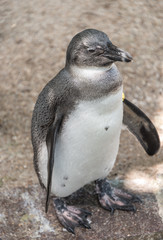 Portrait of a small penguin at sommer time, Germany