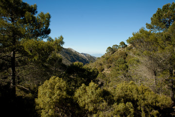 góry Marbella wspinaczka szczyt widok sosny