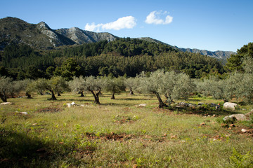 góry Marbella wspinaczka szczyt widok oliwki gaj
