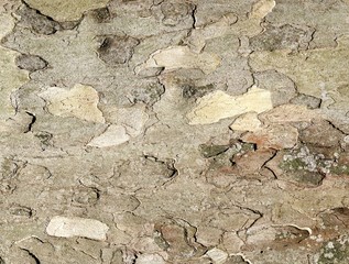 Tree bark as background.