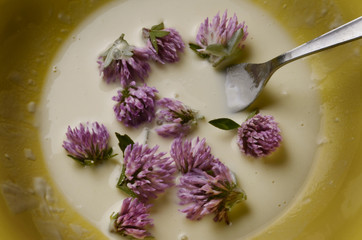 Trifolium Clover Trifoglio Trèfle Koniczyna Клевер