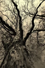 Foto auf Acrylglas Bäume One tree on dramatic scenery.