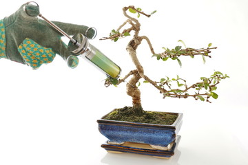 wachstum: kleiner bonsai baum erhält pritze in stamm, schutz