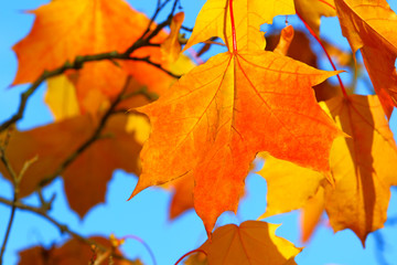 Naklejka na ściany i meble Background of autumn foliage