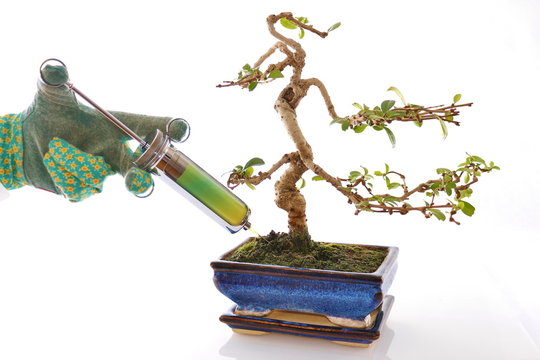 wachstum: bonsai erh&auml;lt spritze in Erde, schutz