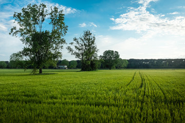 Typical Tuscany landscape, Italy