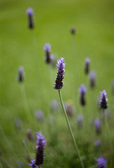 lawenda © JoannaTkaczuk