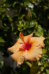 Fototapeta hibiscus obraz