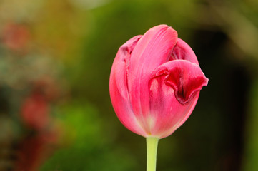 Red tulip buds against blurred background