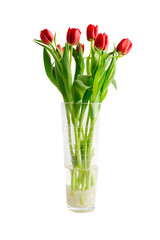 Red tulips in a glass vase