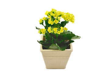 Small pot with yellow flowers