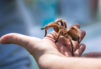 Child holding a tarantula spider on her hand © leekris