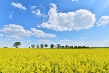 Fototapeta premium field of rapeseed with beautiful cloud
