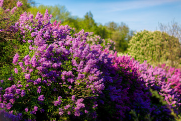 Obraz premium purple lilac bush blooming in May day. City park