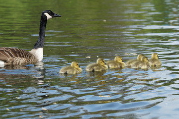 Obraz premium Canada Goose, Branta canadensis