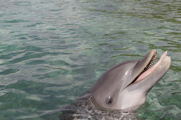 Dolphin poking out tongue