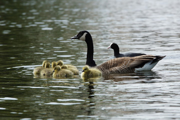 Canada Goose, Branta canadensis