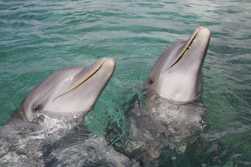 Dolphins in Honduras