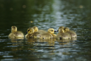 Canada Goose, Branta canadensis
