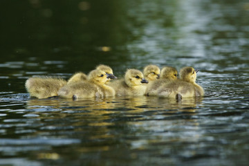Canada Goose, Branta canadensis