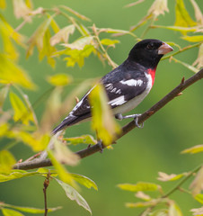 Grosbeak