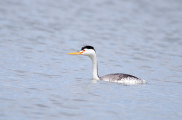 Clark's Grebe
