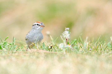 Chipping sparrow on grass