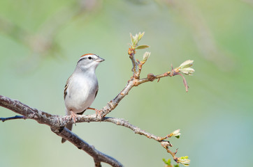 Chipping Sparrow