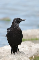 American Crow on a rock