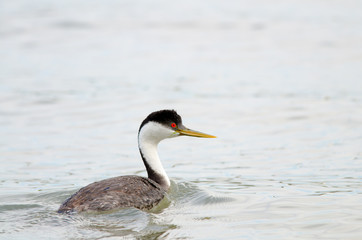 Western Grebe Close Up