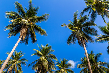 Fototapeta na wymiar Coconut tree on summer