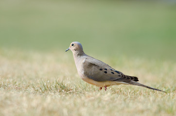 Mourning Dove on Grass