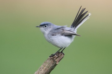 Fototapeta premium Blue-gray Gnatcatcher