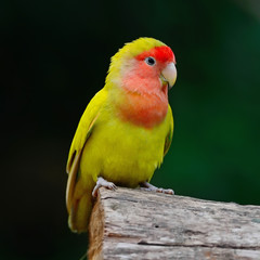 Lovebird