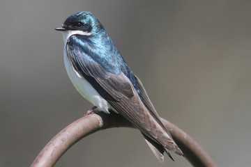 Tree Swallow on a perch