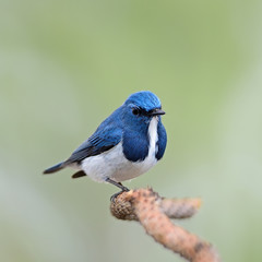 male Ultramarine Flycatcher