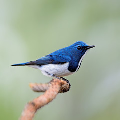 male Ultramarine Flycatcher